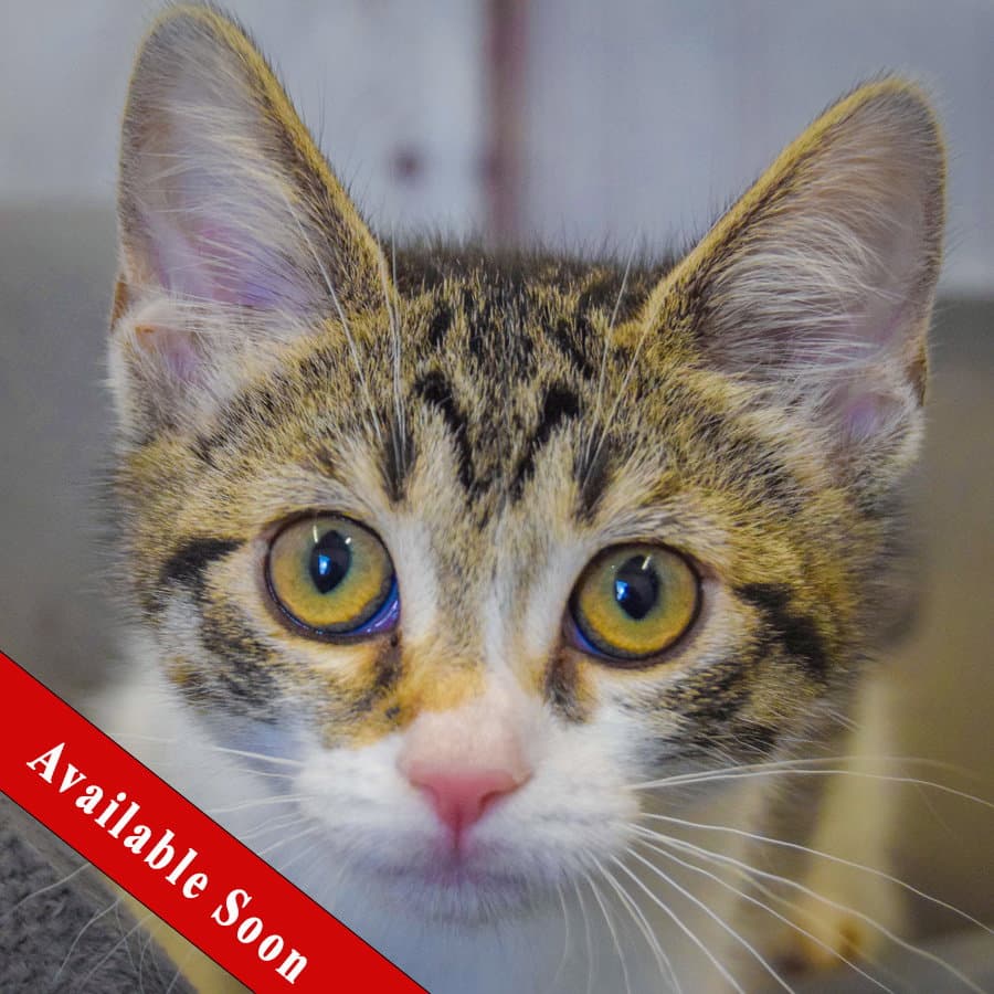 Tortilla - Tabby