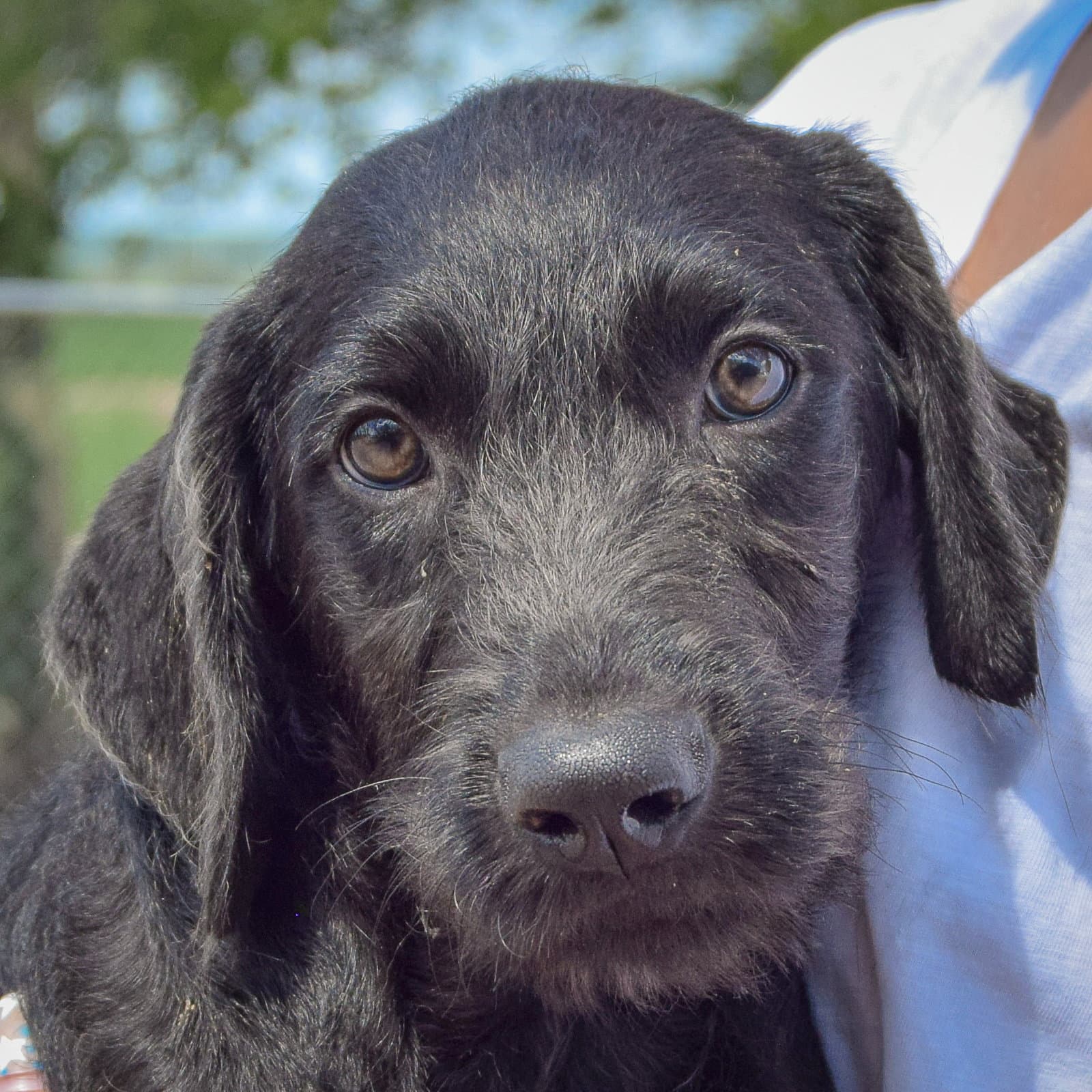 Candice - Irish Wolfhound