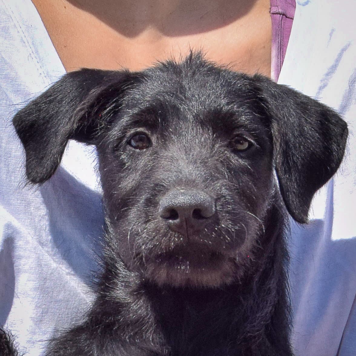 Kennedy - Irish Wolfhound