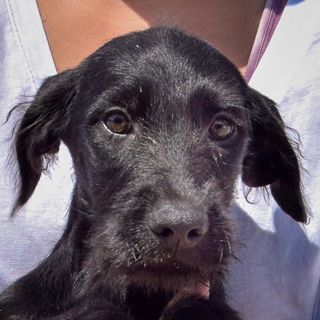 Linnie - Irish Wolfhound