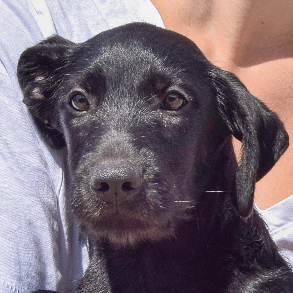 Zara - Irish Wolfhound