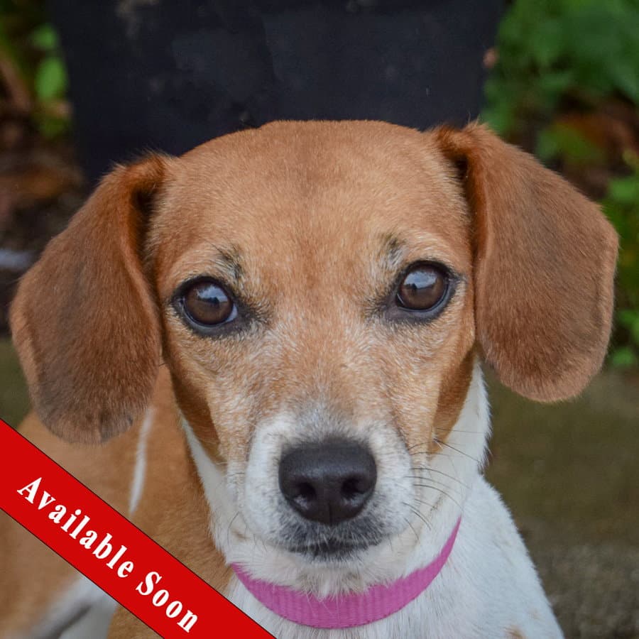 Rose - Beagle