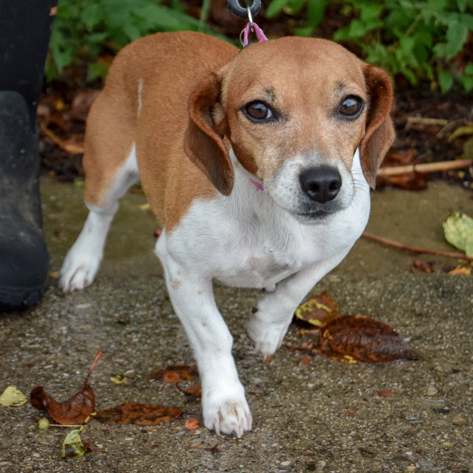 Rose - Beagle