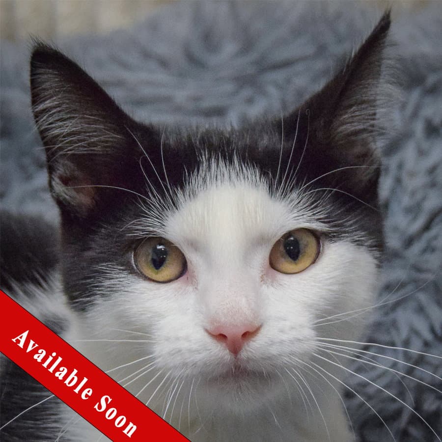 Betty - Domestic Short Hair