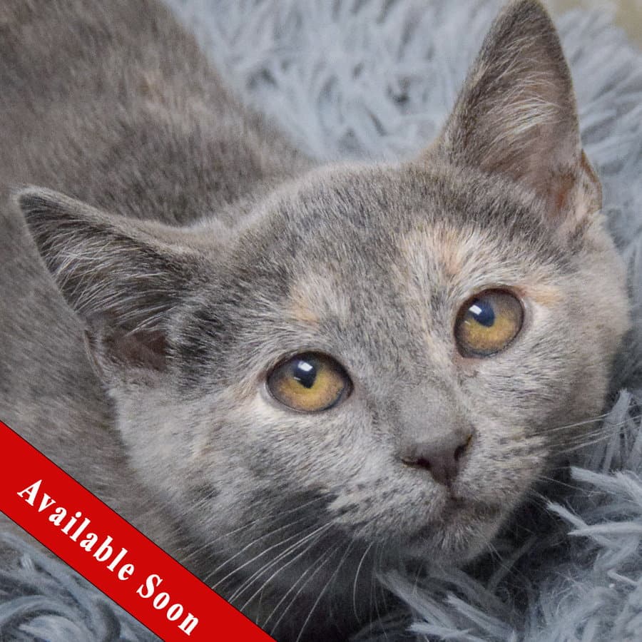 Laverne - Dilute Tortoiseshell