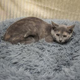 Laverne image 2