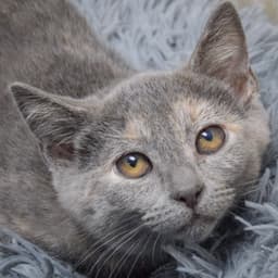 Laverne image 4