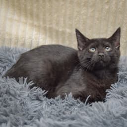 Shirley image 3