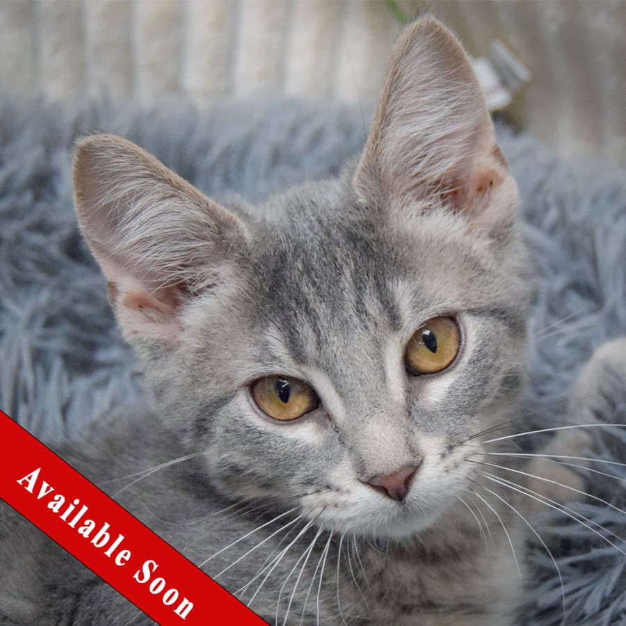 Mint - Tabby