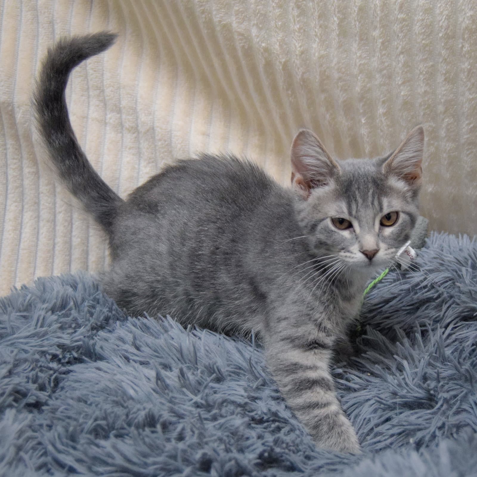 Mint - Tabby