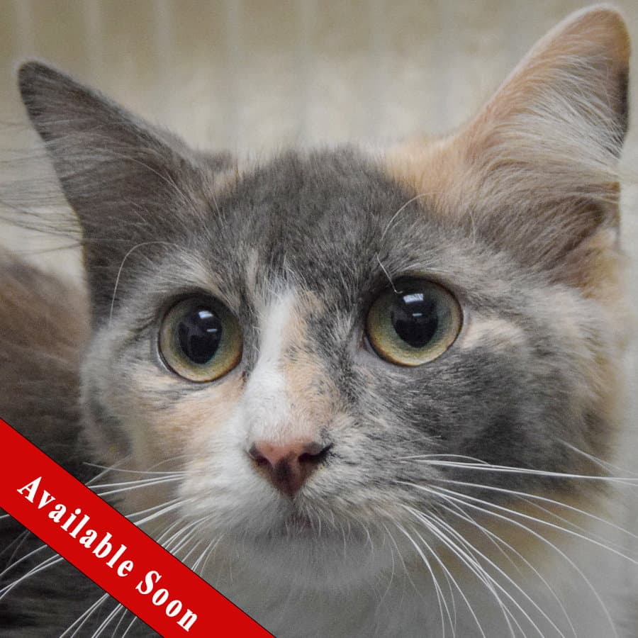 Snookie - Dilute Calico