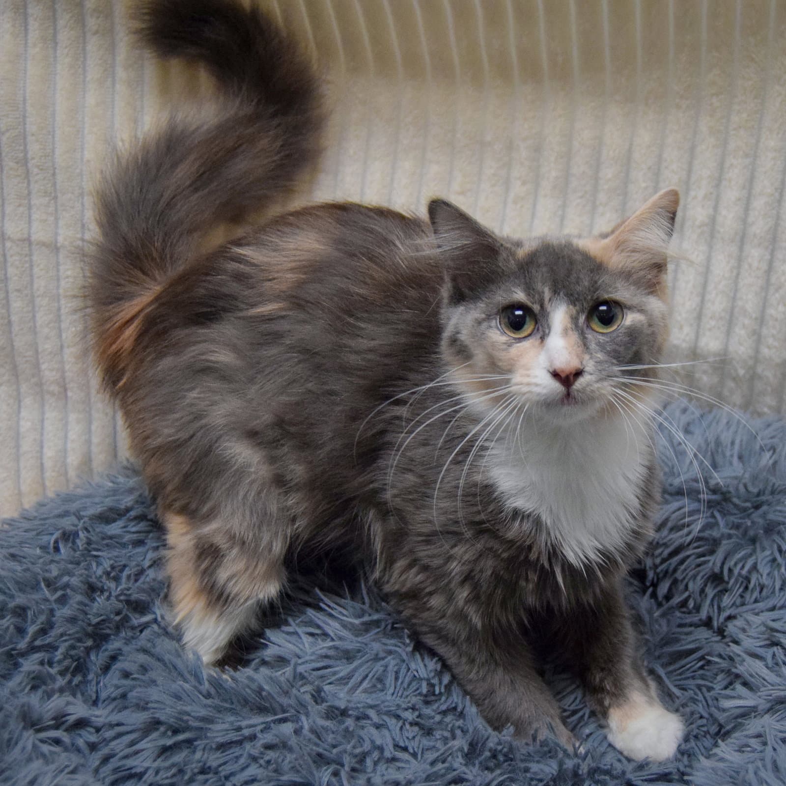 Snookie - Dilute Calico
