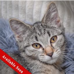Andi image 1