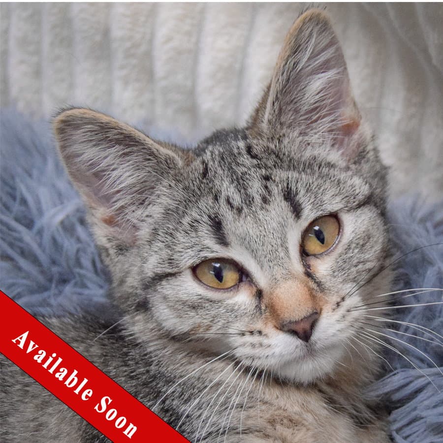 Andi - Tabby
