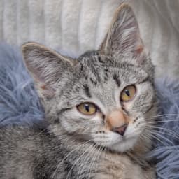 Andi image 4