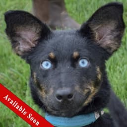 Aries image 1