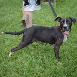 Josie image 2