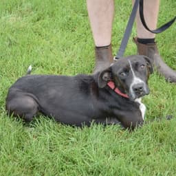 Josie image 4