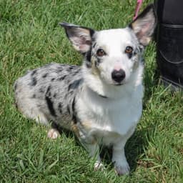 Corkie image 4