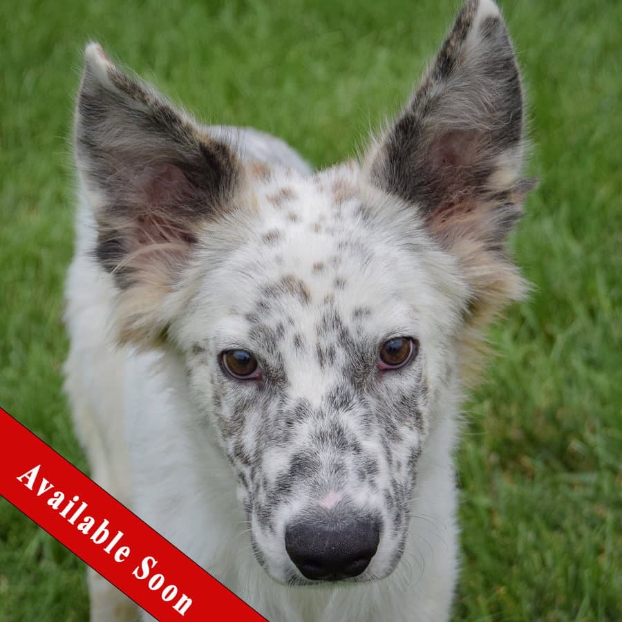 Thunder - Australian Shepherd