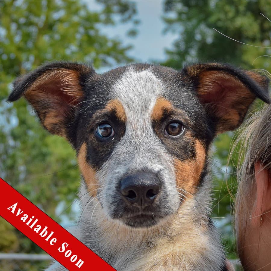 Duke - Red Heeler