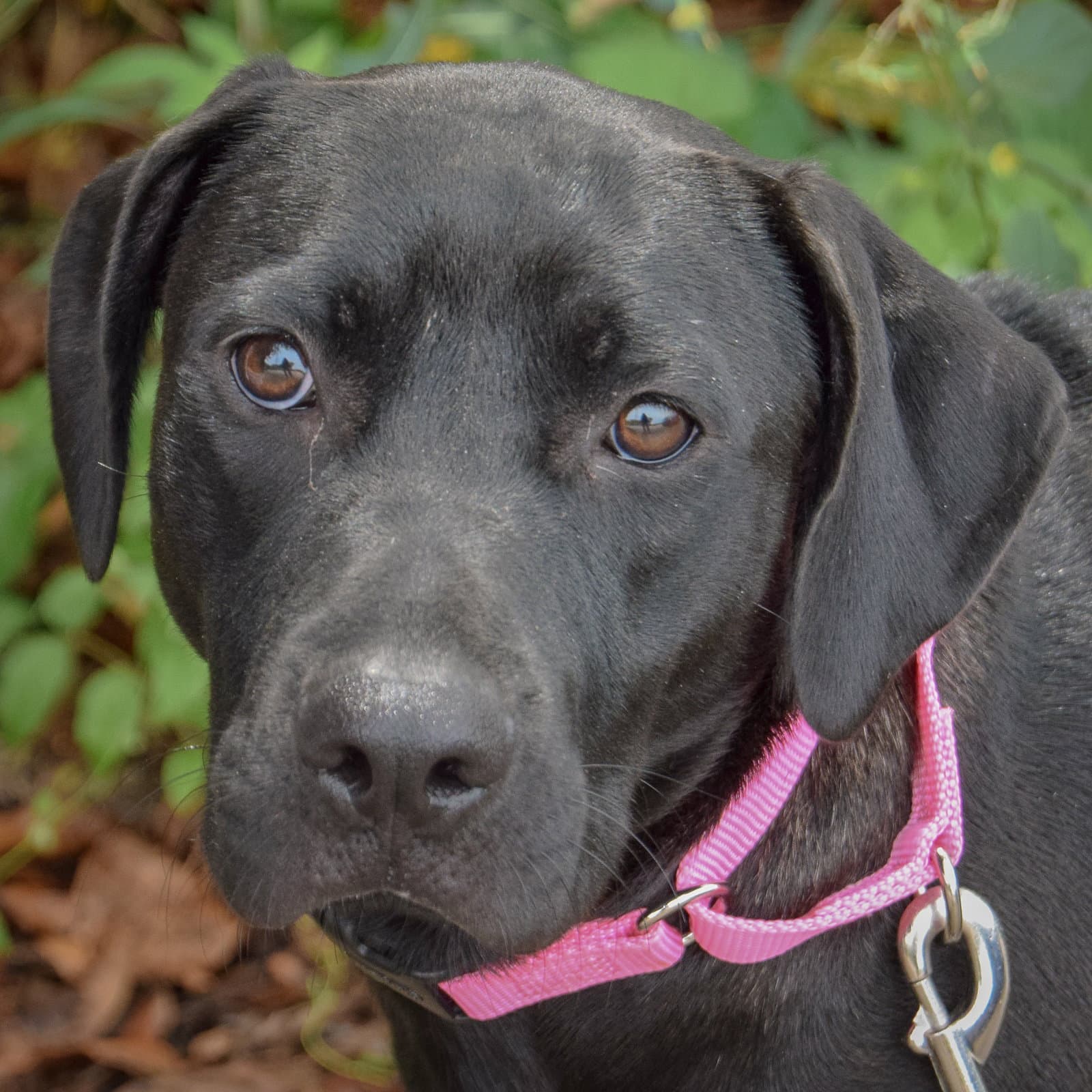 Bell - Black Labrador Retriever