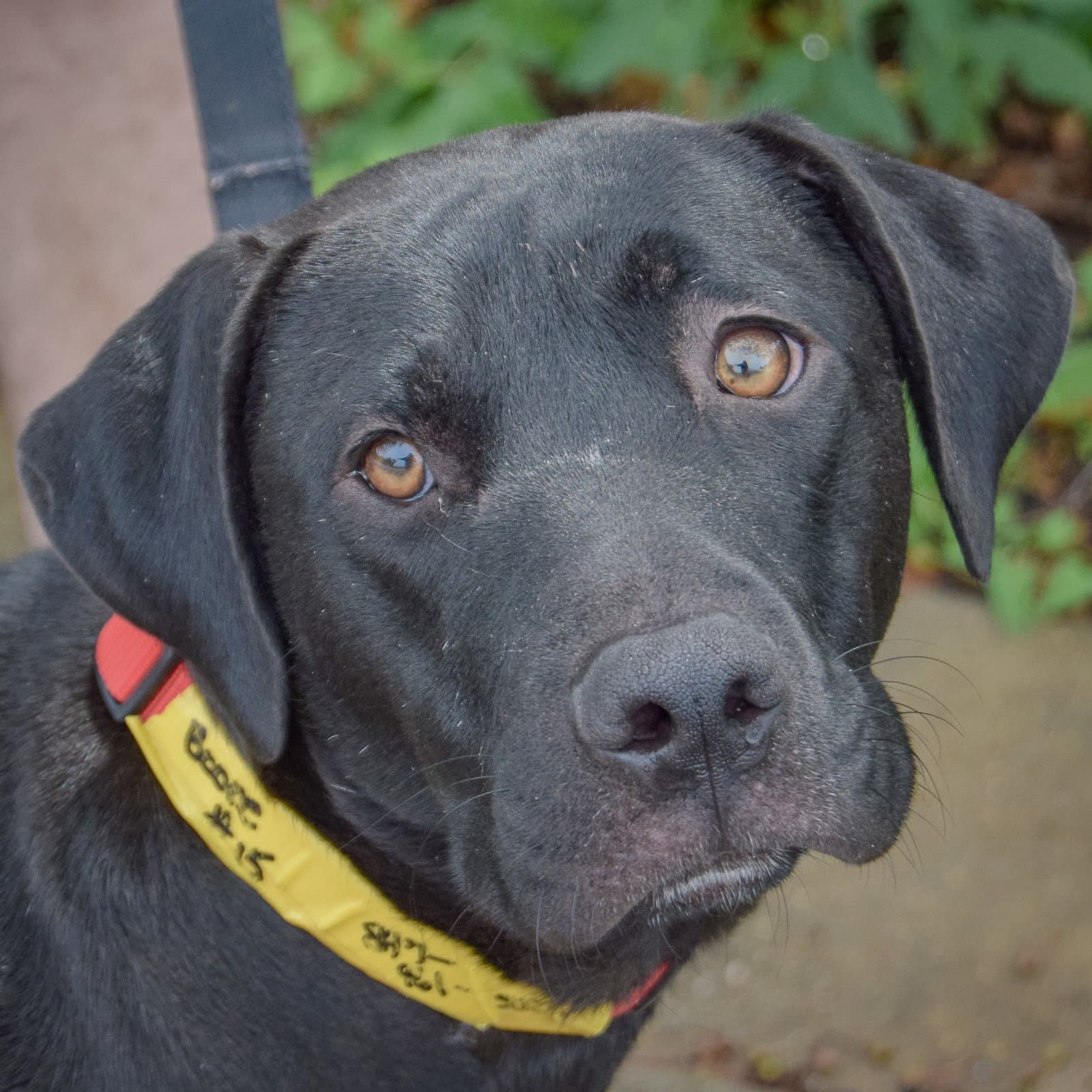 Boone - Black Labrador Retriever