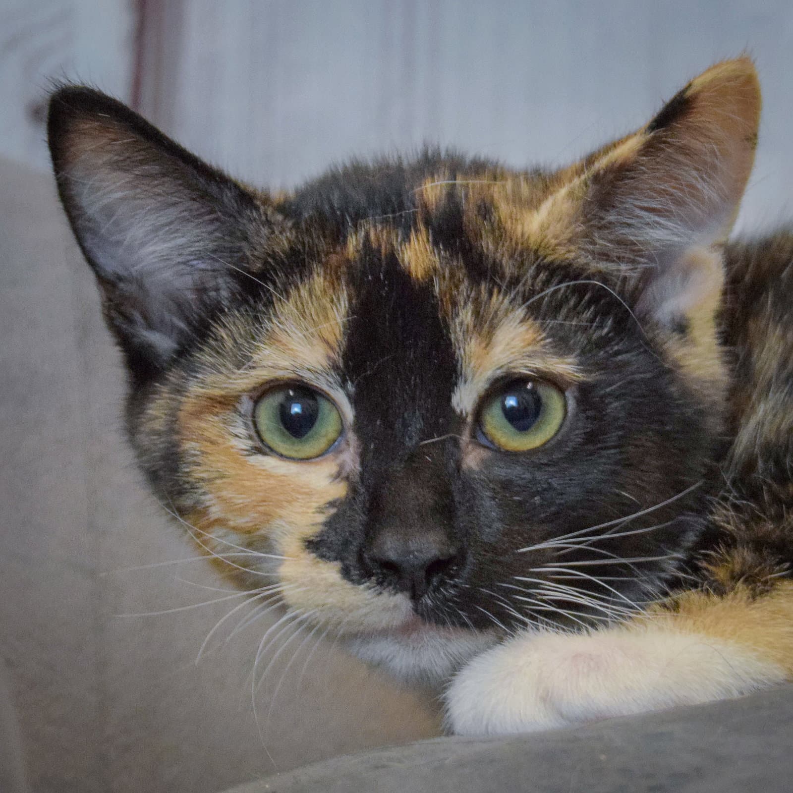 Minnie - Tortoiseshell