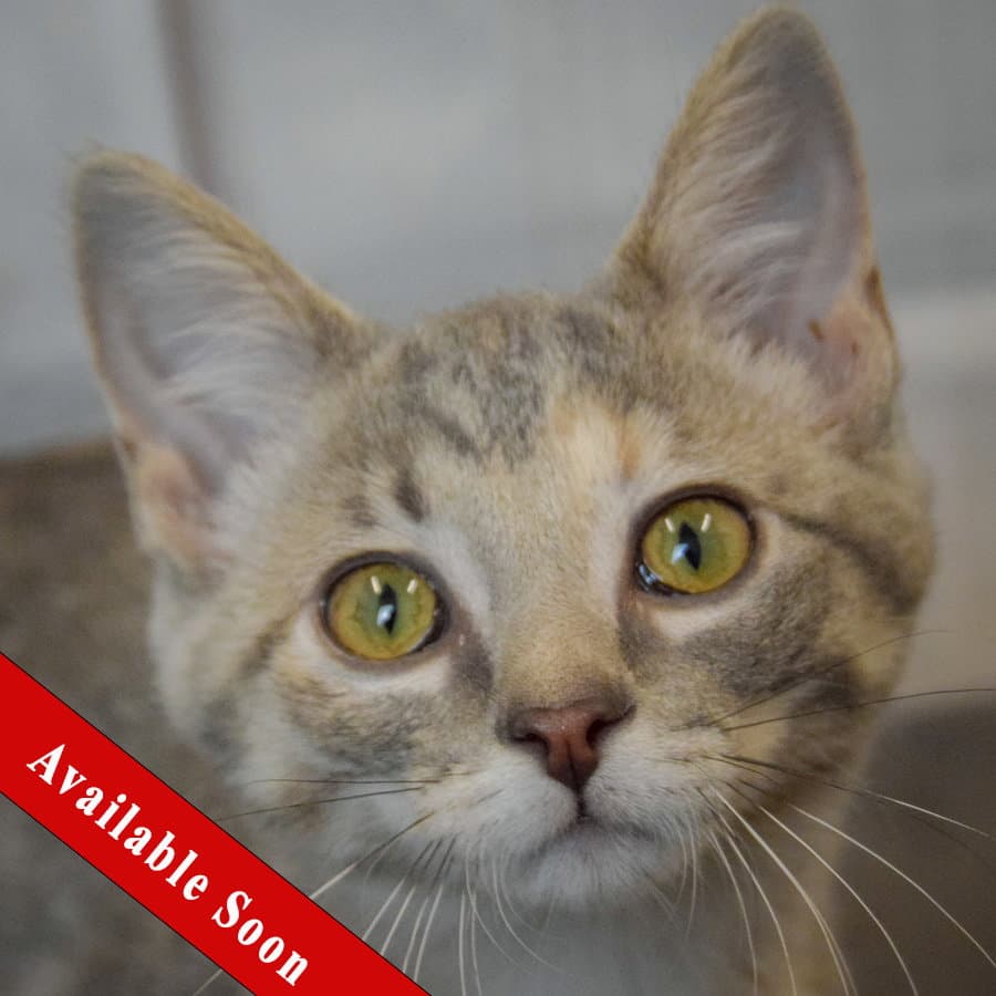 Split Pea - Torbie