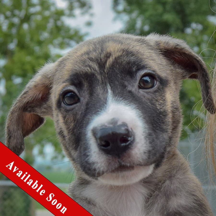 Lucas - Husky