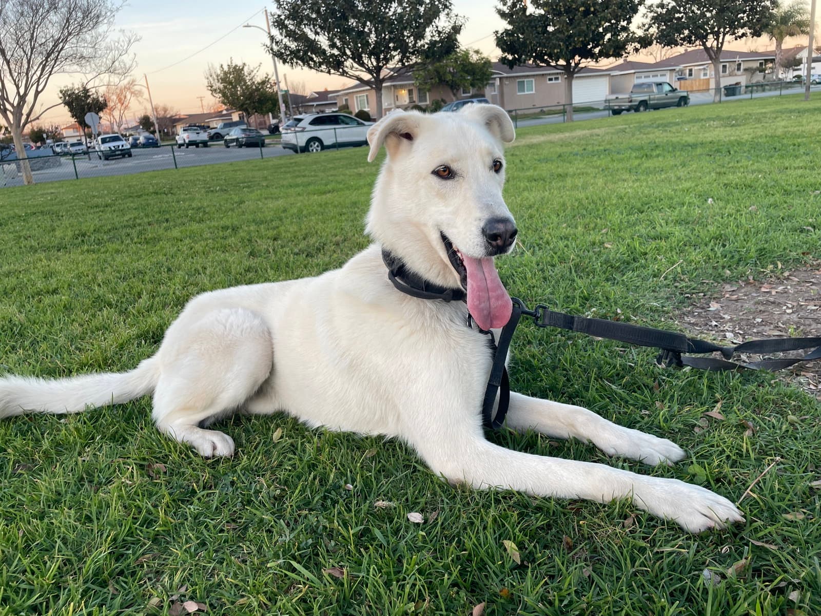 Willy - Shepherd
