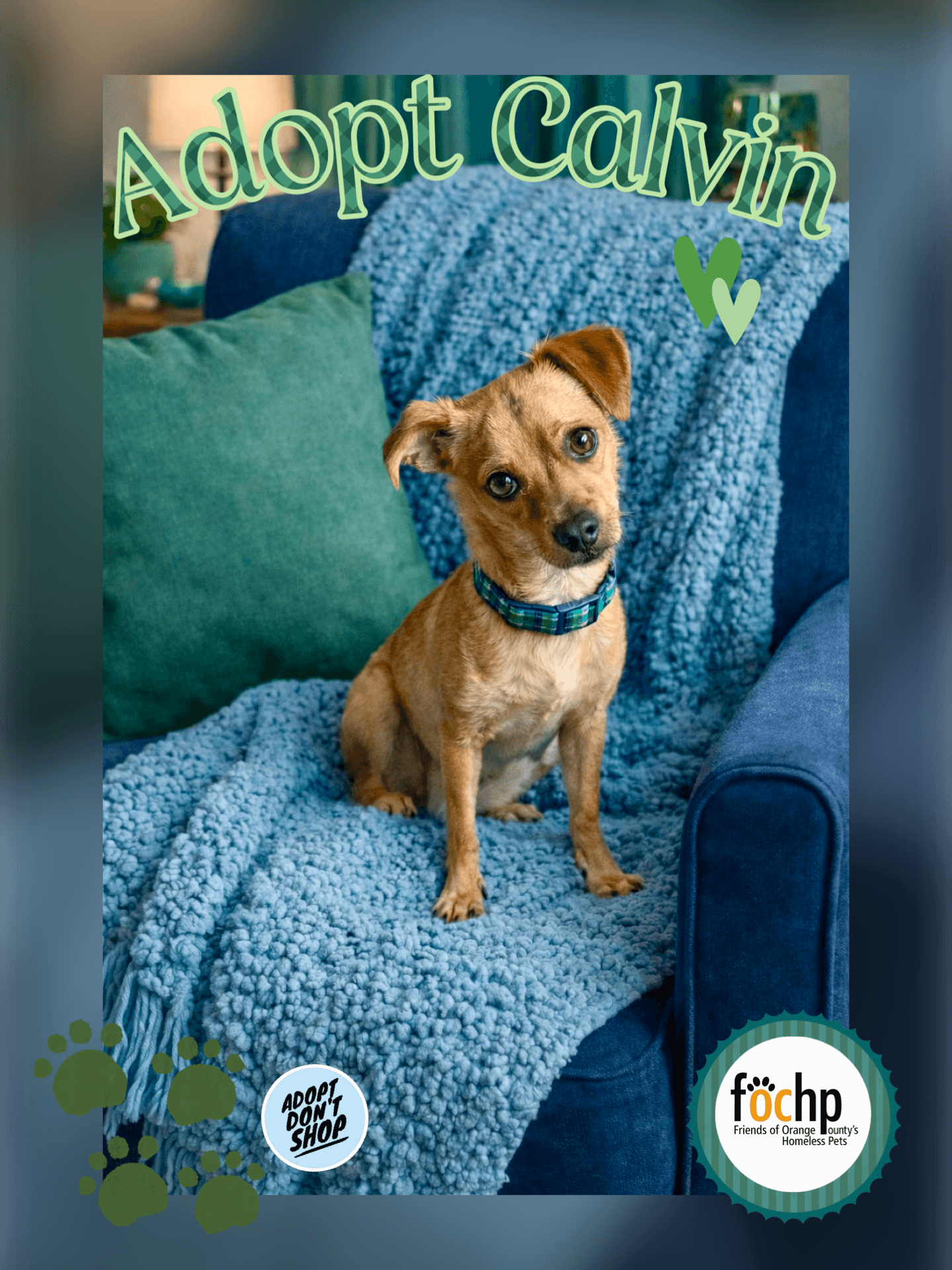 Calvin - Chihuahua