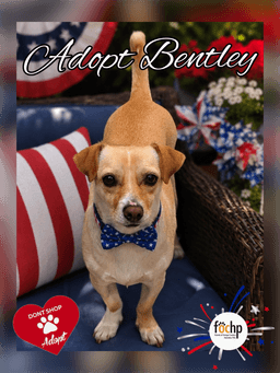 Bentley image 1