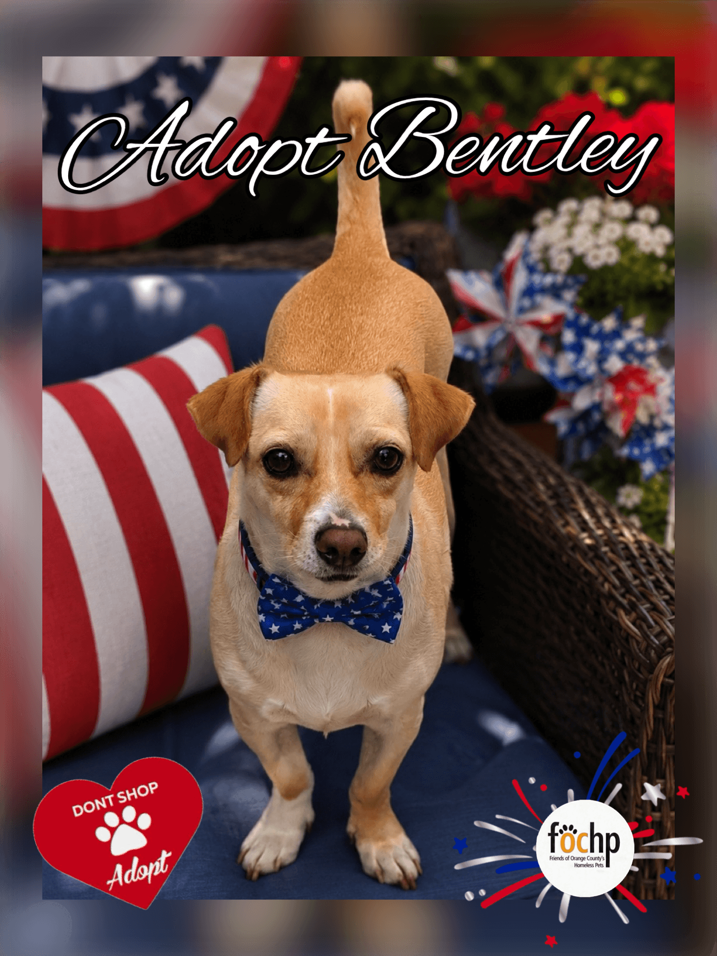 Bentley - Chihuahua
