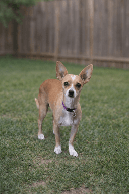 Carmen image 1