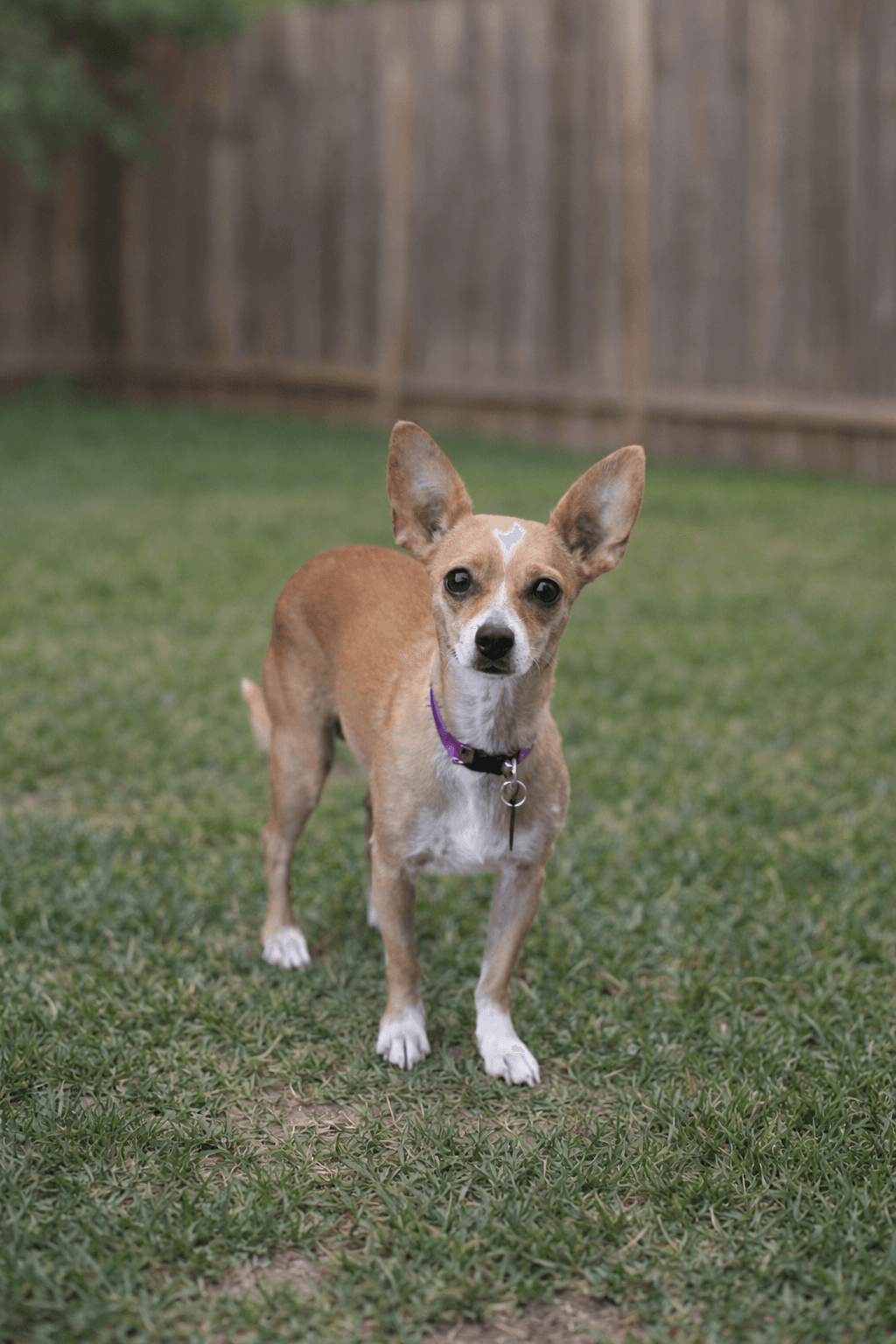Carmen - Chihuahua
