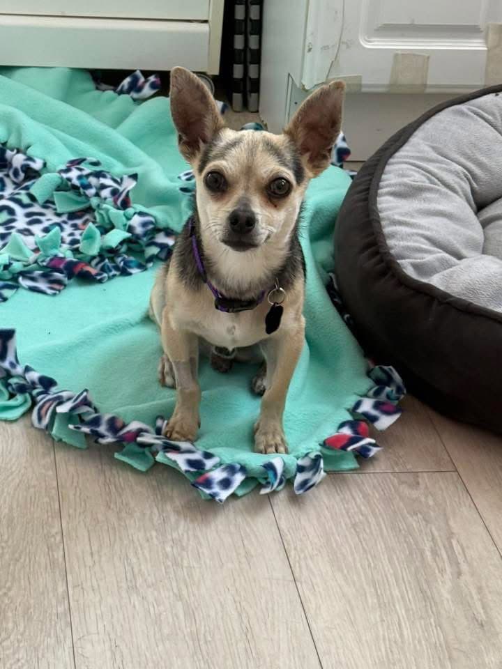 Otto - Chihuahua