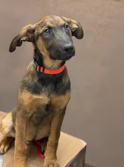 Winchester image 2