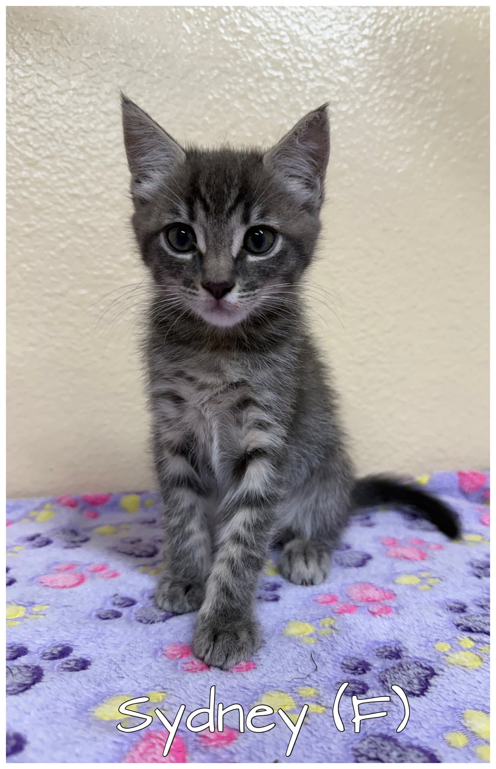 Sydney - Tabby