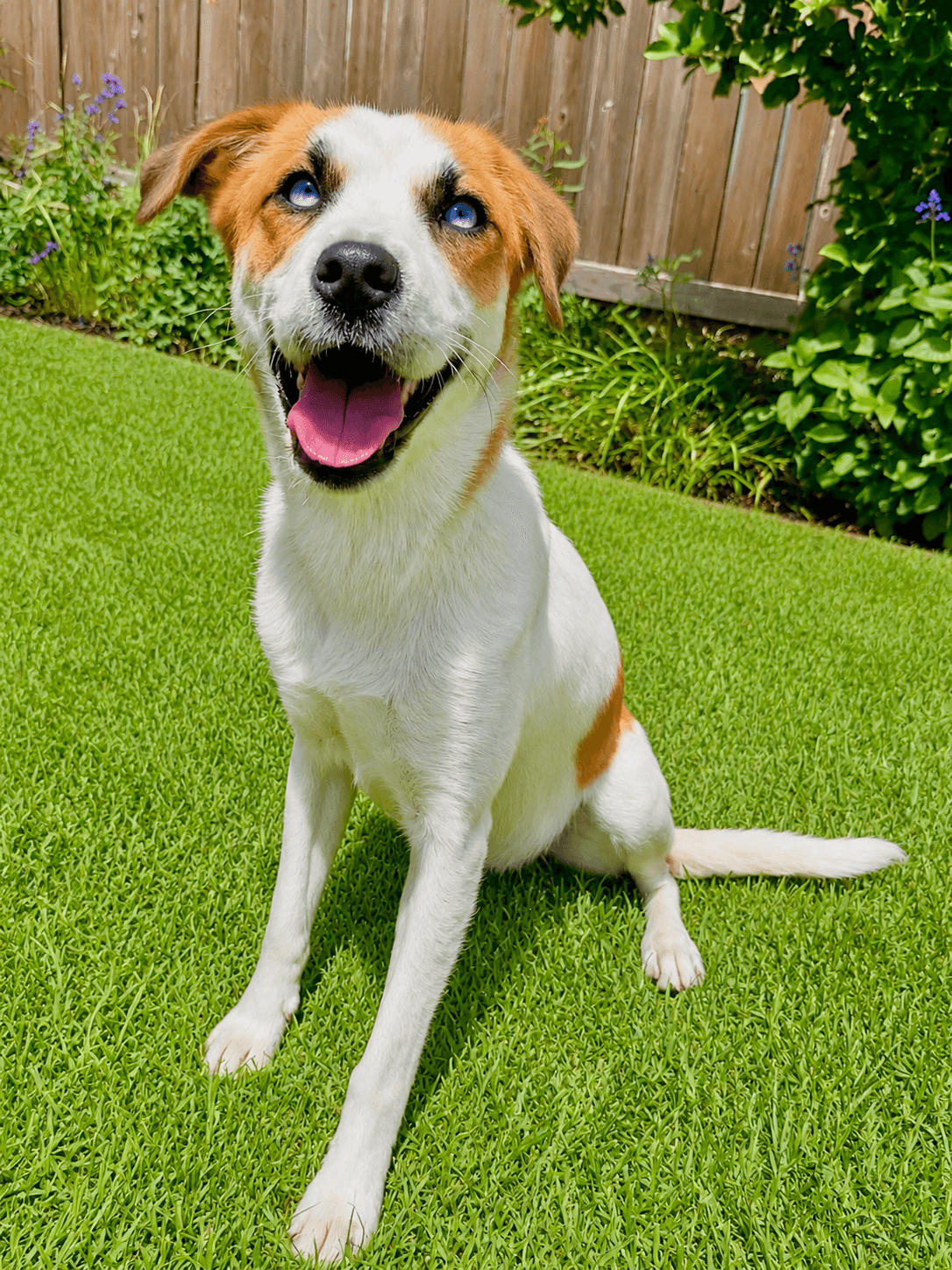 Cleo - Australian Cattle Dog/Blue Heeler