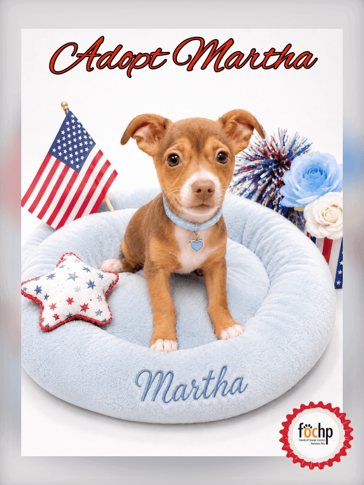 Martha Washington - Chihuahua