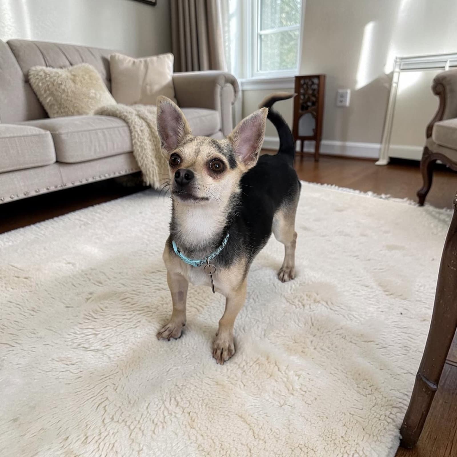 Otto Aka Tiny - Chihuahua