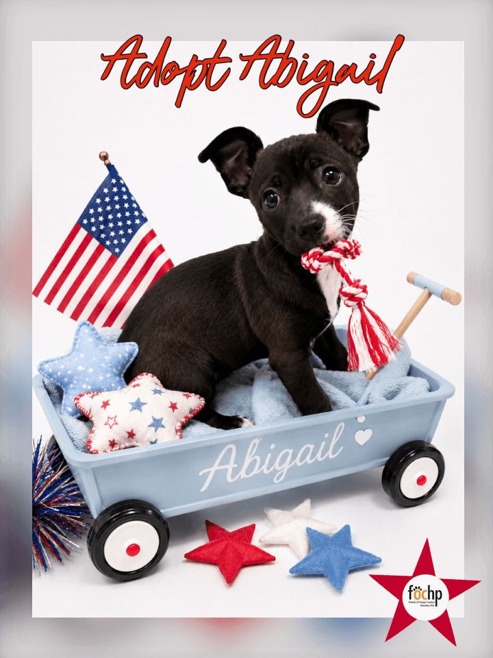 Abigail - Chihuahua