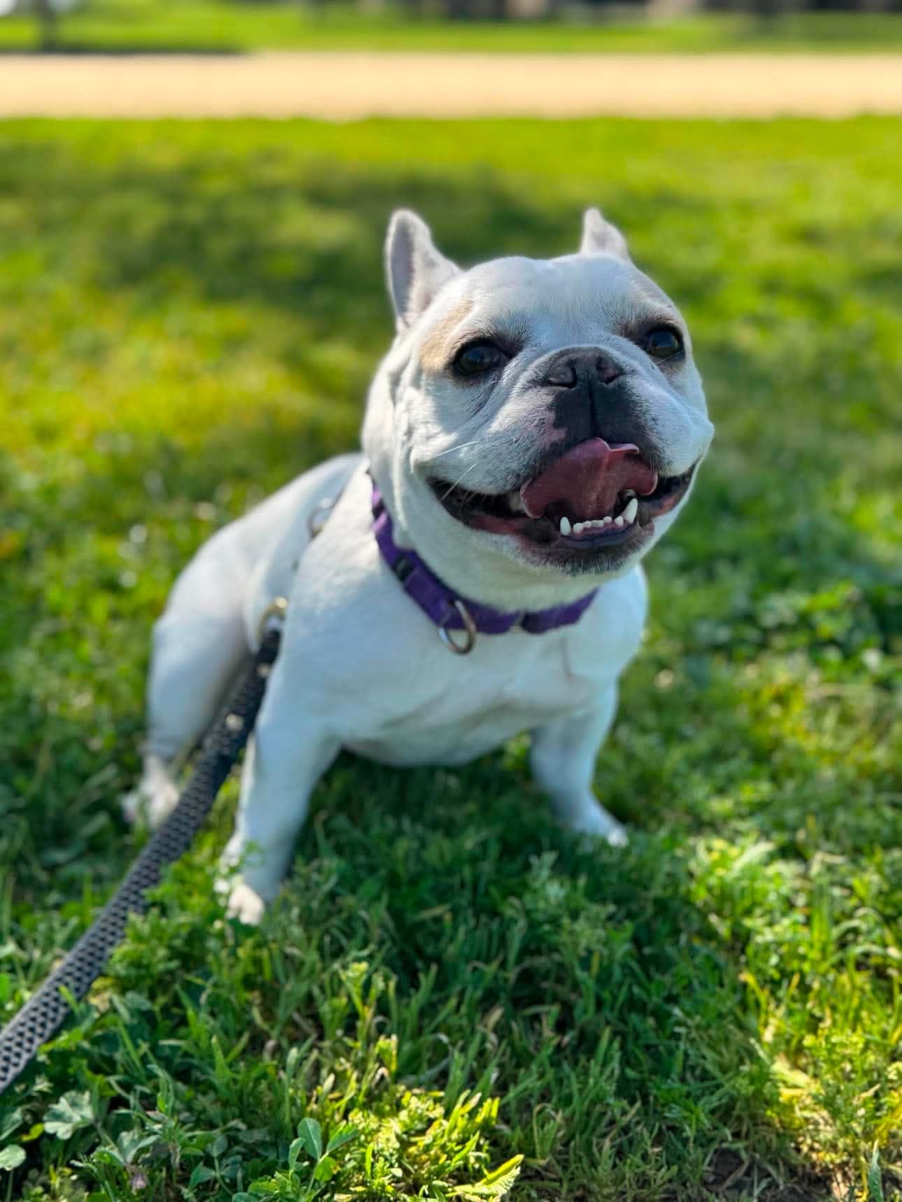 Marshmallow - French Bulldog