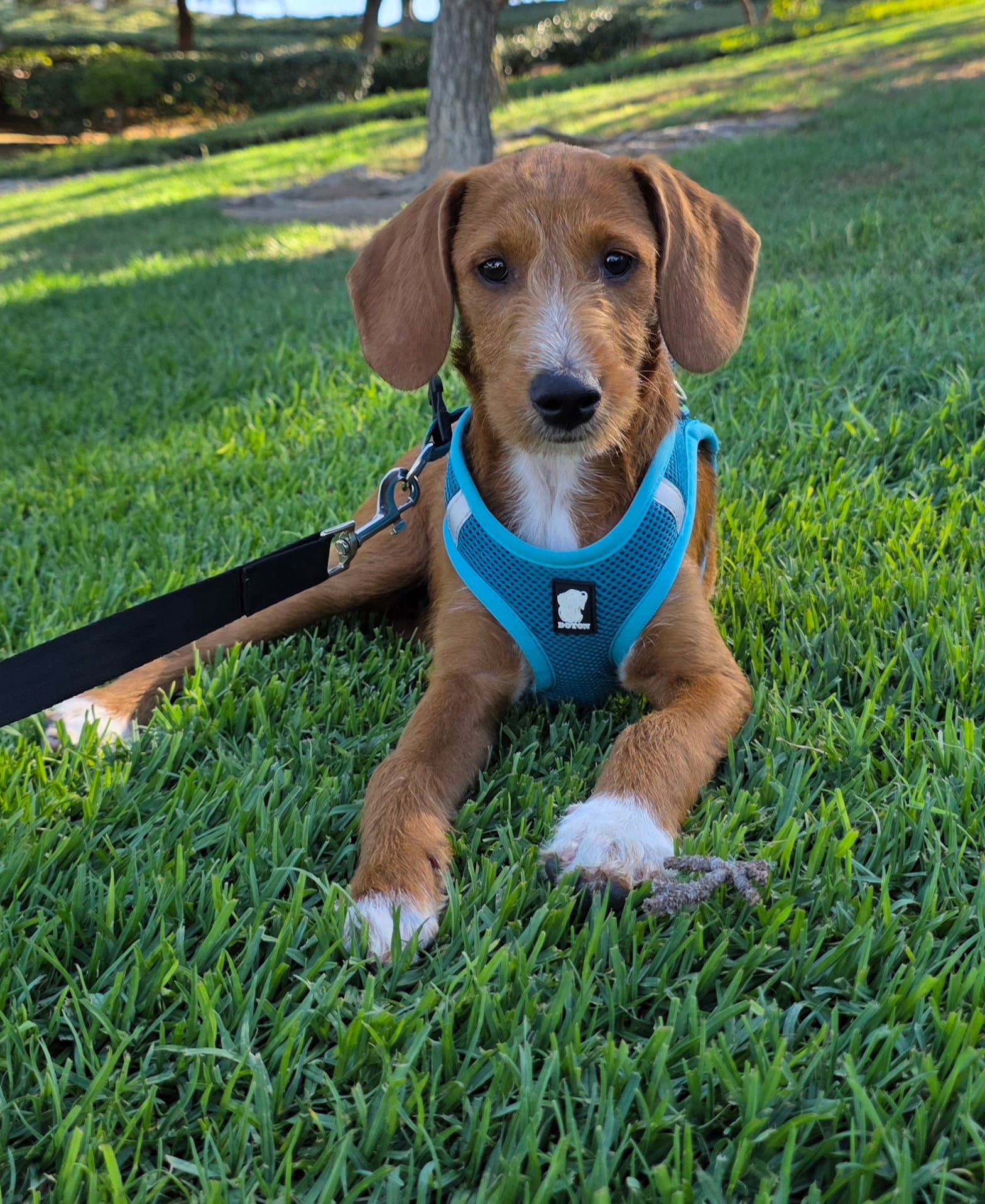 Liberty - Beagle