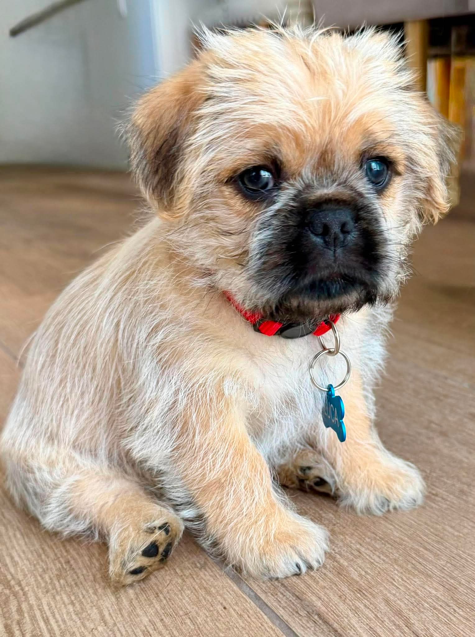 Luca - Pug