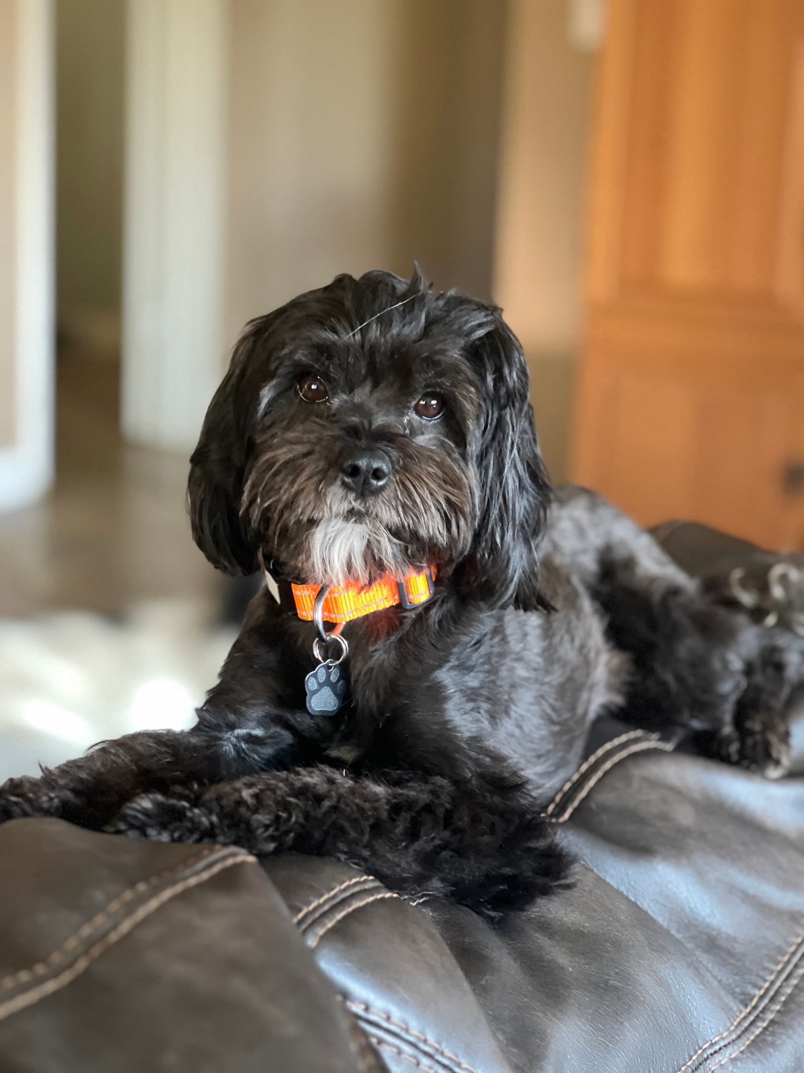 Precious - Havanese