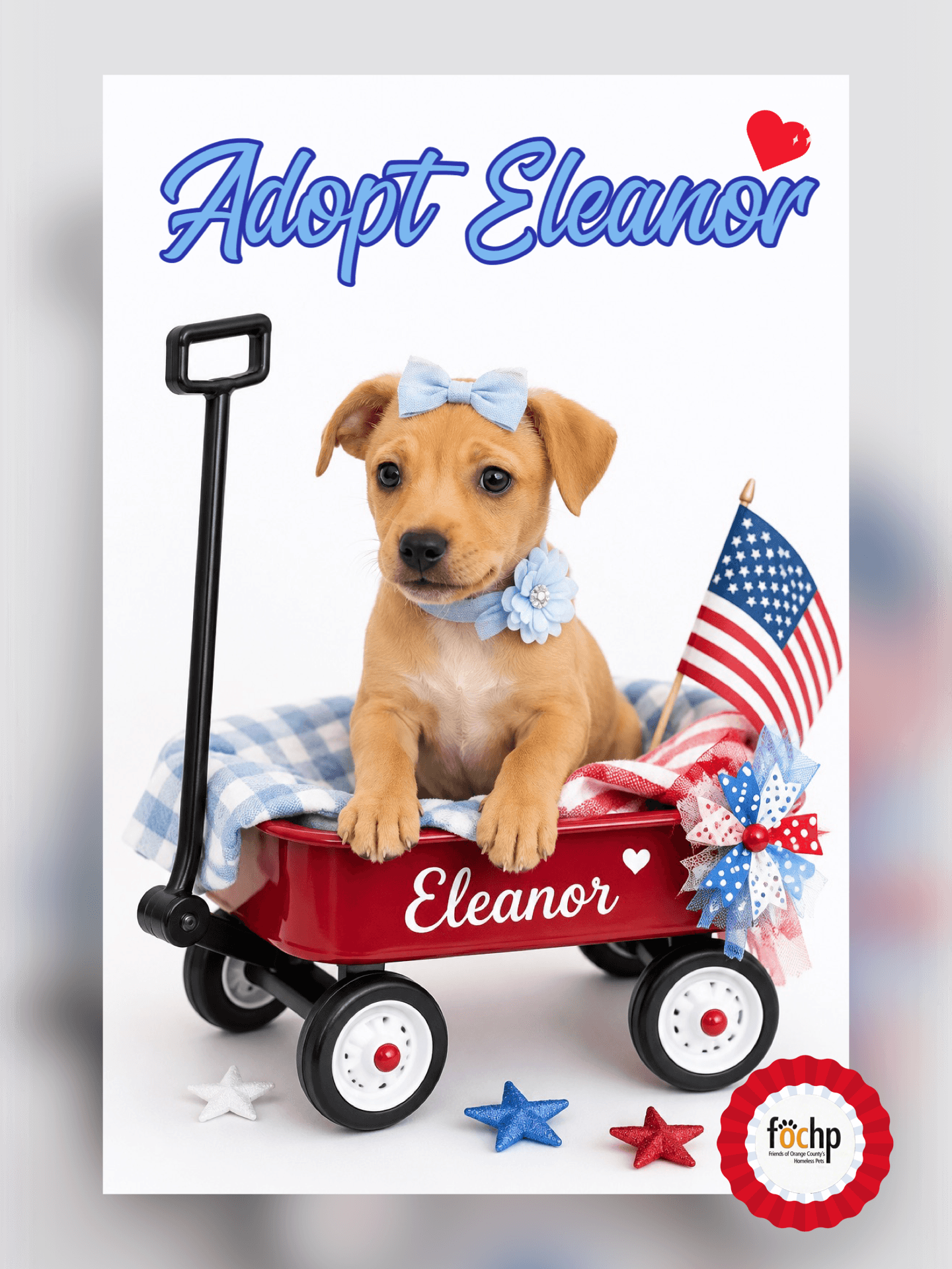 Eleanor - Chihuahua