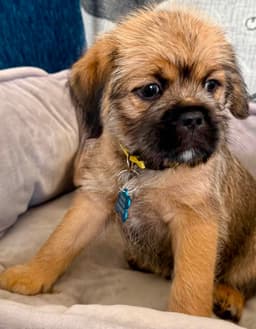 Rocco image 1