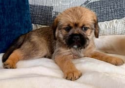 Rocco image 2